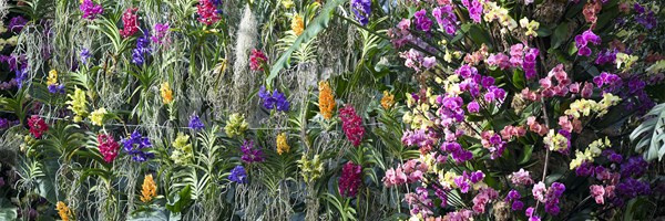 A panoramic showcase of cascading orchids in a kaleidoscope of colors, beautifully arranged amidst verdant tropical foliage in a greenhouse environment.